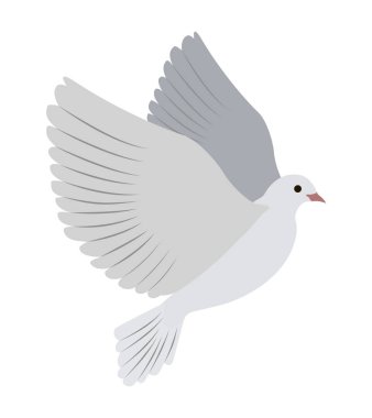 Muhteşem beyaz güvercin uçar ve büyük kanatları yayılır