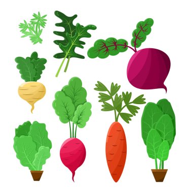 Vitaminic Sebze toplama renk vektör Poster