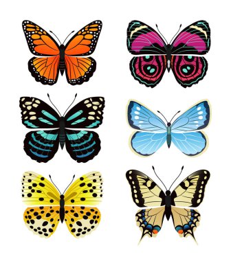 Butterflies types collection with colorful wings, antennas and heads papilionidae set of butterflies, vector illustration isolated on white background clipart
