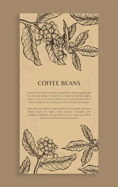 Ziarna kawy plakat brązowy wektor ilustracja — Wektor stockowy