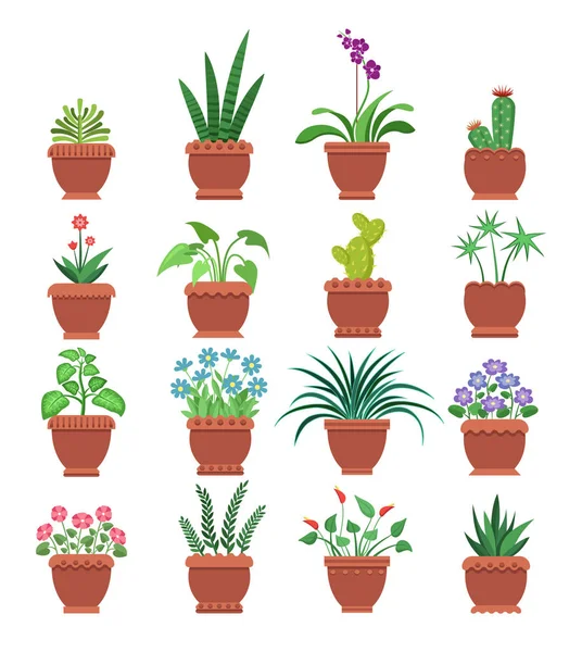 Browallia Clivia Collection Vector Illustration — Stock Vector