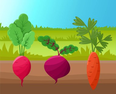 Havuç turp ve pancar vektör çizim