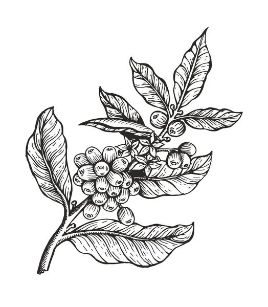 Καφές δέντρο με φασόλια Coffea διανυσματικά εικονογράφηση — Διανυσματικό Αρχείο
