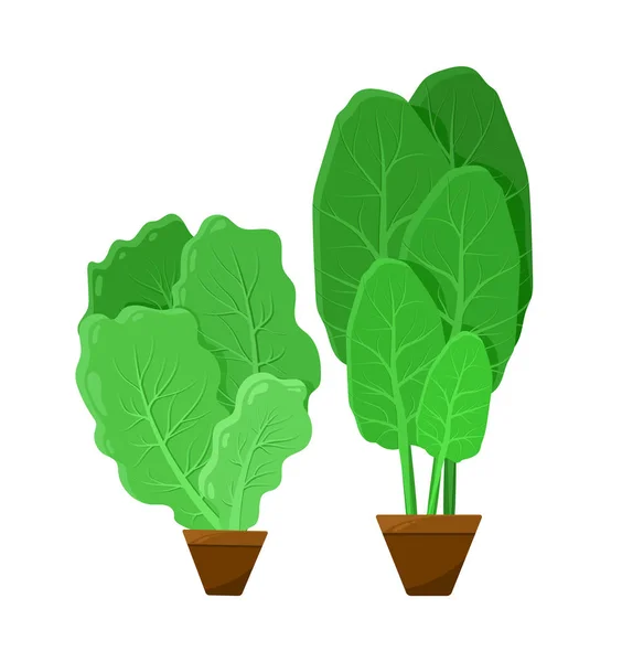 Grüne Salatbüschel, Farbvektorillustration — Stockvektor