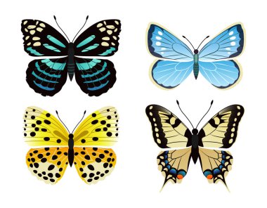 Butterflies Types Set of Icons Vector Illustration clipart