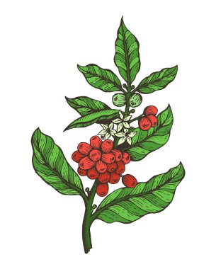Kahve ağacı renkli bitki vektör çizim