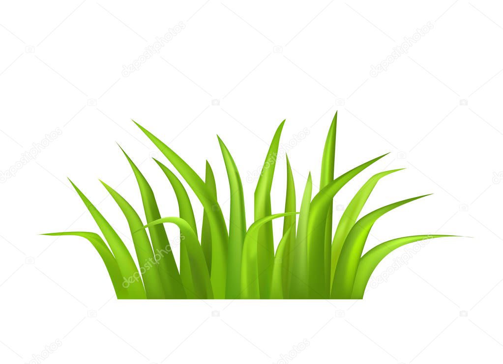 Green Grass Vector Illustration Isolated on White