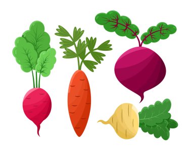 Pancar ve turp simgeler vektör çizim ayarla