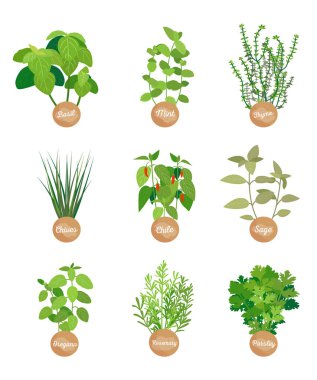 Fesleğen ve nane, adaçayı ve Şili, baharat koleksiyonu