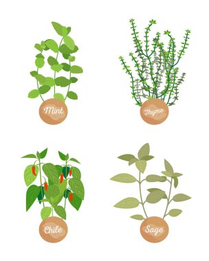 Nane ve kekik, Şili ve adaçayı çanak Ingrdients