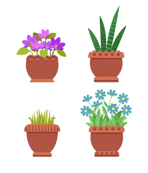 Acattleya y Sansevieria Set Vector Illustration — Vector de stock