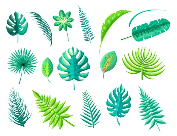 Tropikal bitki örtüsü koleksiyonu vektör çizim — Stok Vektör