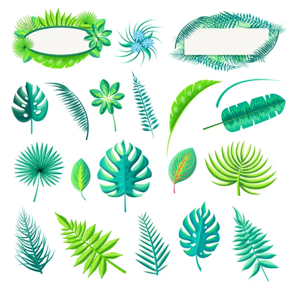 Leaf of Tropical Style Set Vector Illustration — Stock Vector