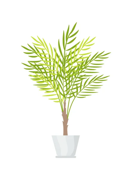Plante d'intérieur avec grandes feuilles en pot en plastique blanc — Image vectorielle
