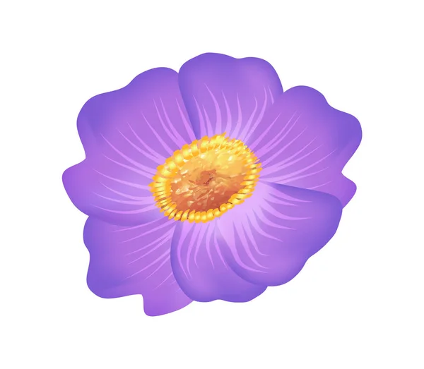 Pasque Purple Flower with Yellow Center Vector — Stock Vector