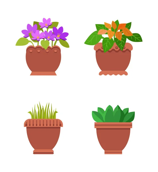 Plantas de interior em vasos Coleção Vector Ilustração —  Vetores de Stock