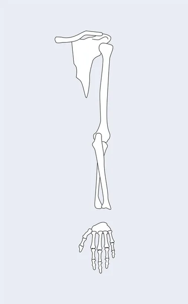 Huesos y piezas de brazos con ilustración de vectores de muñeca — Archivo Imágenes Vectoriales