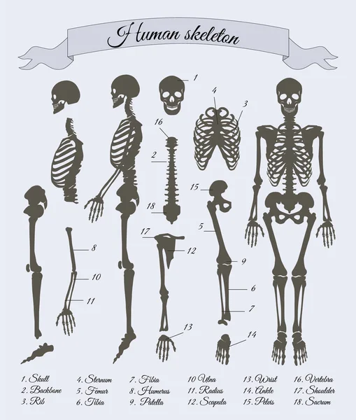 Human Skeleton and Parts, Vector Illustration — Stock Vector