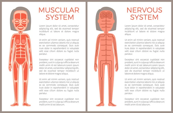 Banner anatómico del sistema muscular y nervioso — Vector de stock