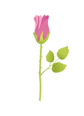 Pembe gül çiçek Bud Bossom yeşil yaprakları kapalı