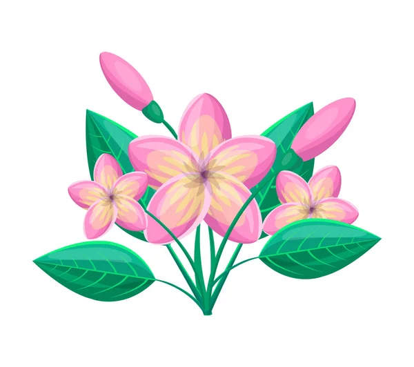 Frangipani Planta Tropical Vector Ilustración — Archivo Imágenes Vectoriales