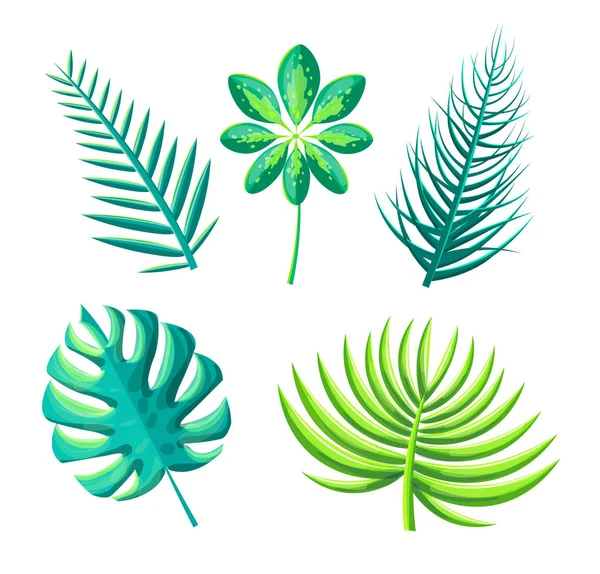 Liści roślin egzotycznych zestaw ilustracji wektorowych — Wektor stockowy