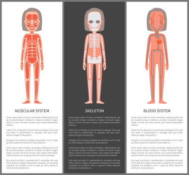 Kas ve kan sistemleri iskelet siluet