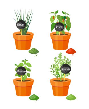 Frenk soğanı ve biberiye bitki vektör çizim