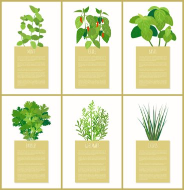 Doğal otlar kullanılan mutfak baharat seti olarak