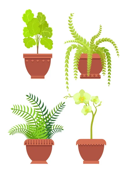 Flores Potted Room Plants Vector Illustrtaion —  Vetores de Stock