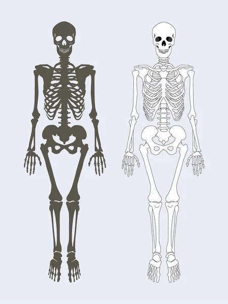 Skelett des menschlichen Körpers setzte Vektorillustration — Stockvektor