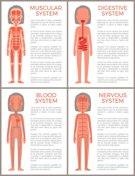 Conjunto de sistemas digestivos y nerviosos musculares sanguíneos — Vector de stock