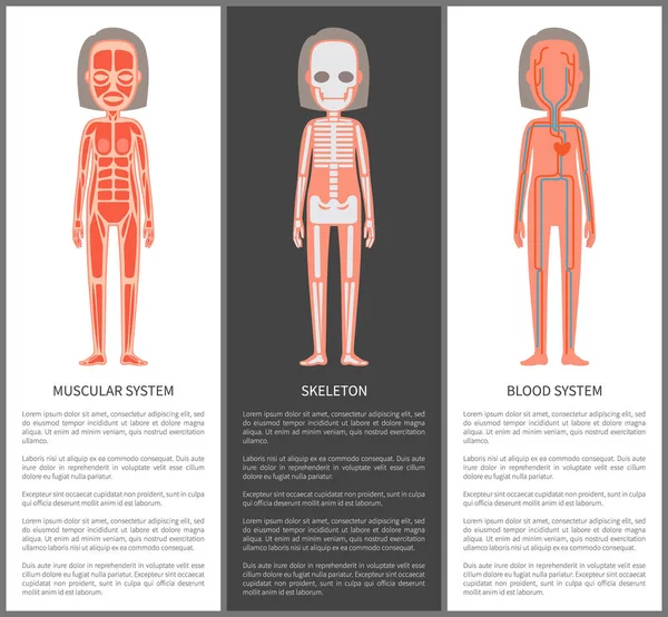 Mięśni i krwi systemów szkielet sylwetka — Wektor stockowy