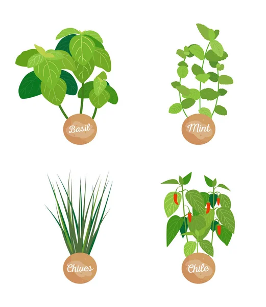 Basilic et menthe, ciboulette Chili Illustration vectorielle — Image vectorielle