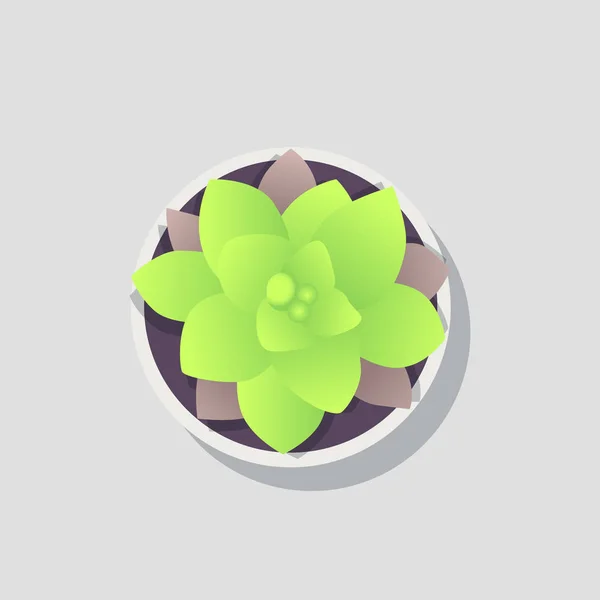 Image de fleur en pot isolée sur fond lumineux — Image vectorielle
