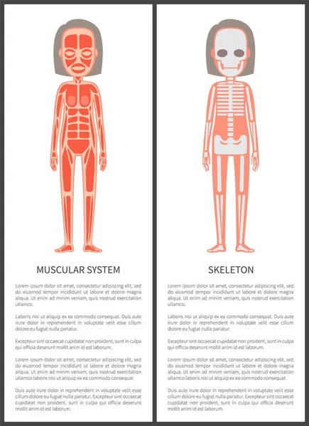 肌肉系统和女性骨架彩色卡片 — 图库矢量图片