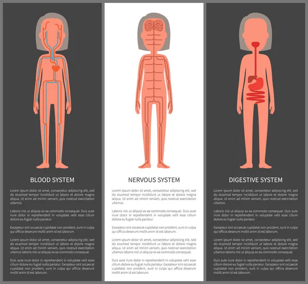 Sistemas de Organismo Nervioso y Digestivo de Sangre — Vector de stock