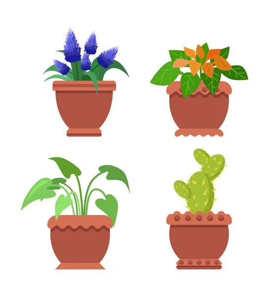 Pseuderanthemum Muscari Set Vector Illustration - Stok Vektor