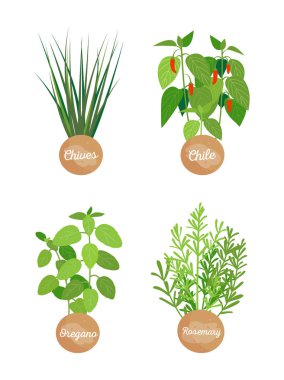Kekik ve biberiye ayarla, Chives biber vektör Set