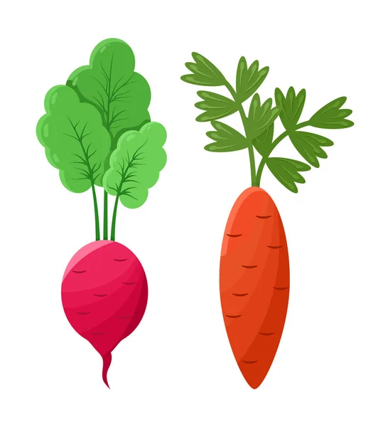 Cartoon Concepts of Radish and Marrot Vagetables — стоковый вектор