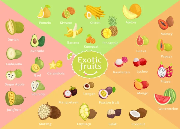 Цветная векторная иллюстрация коллекции экзотических фруктов — стоковый вектор
