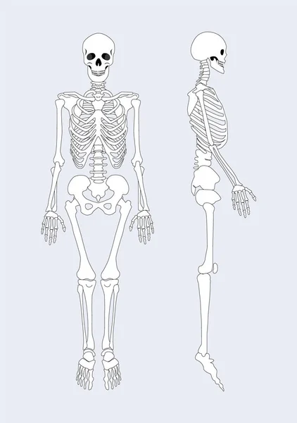 Skeletal System of Human Body Vector Illustration — Stock Vector