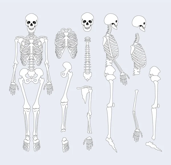 Human Skeletal System Parts Vector Illustration — Stock Vector