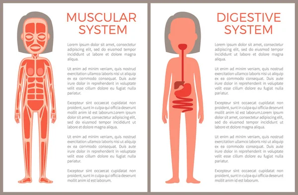 Mięśni i układu pokarmowego systemów ciało kobiety s — Wektor stockowy