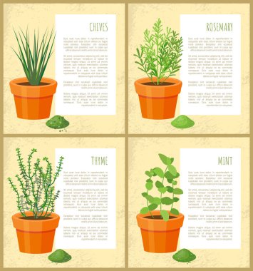 Frenk soğanı ve biberiye koleksiyonu vektör çizim