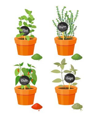 Mutfak yetişen tencerelerde kullanılan kokulu bitkiler