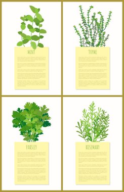 Nane kekik maydanoz ve biberiye çiçekler afiş ayarla