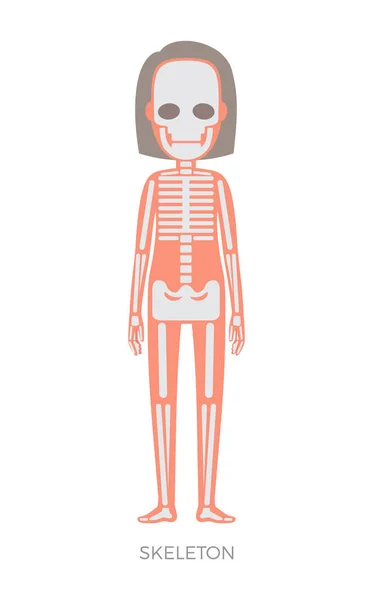Skelett av kvinna, anatomi vektorillustration — Stock vektor