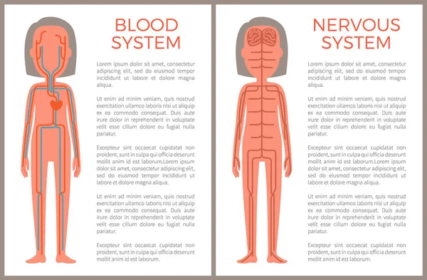 Muestra de la sangre y los sistemas nerviosos de la estructura corporal — Vector de stock