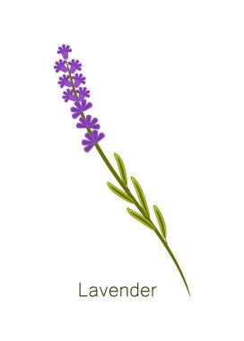Lavanta ot ve başlık nesne vektör çizim